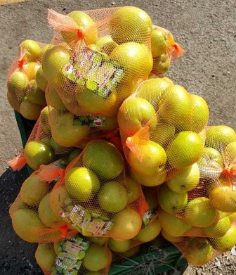 Ber , Ziziphus Jujuba